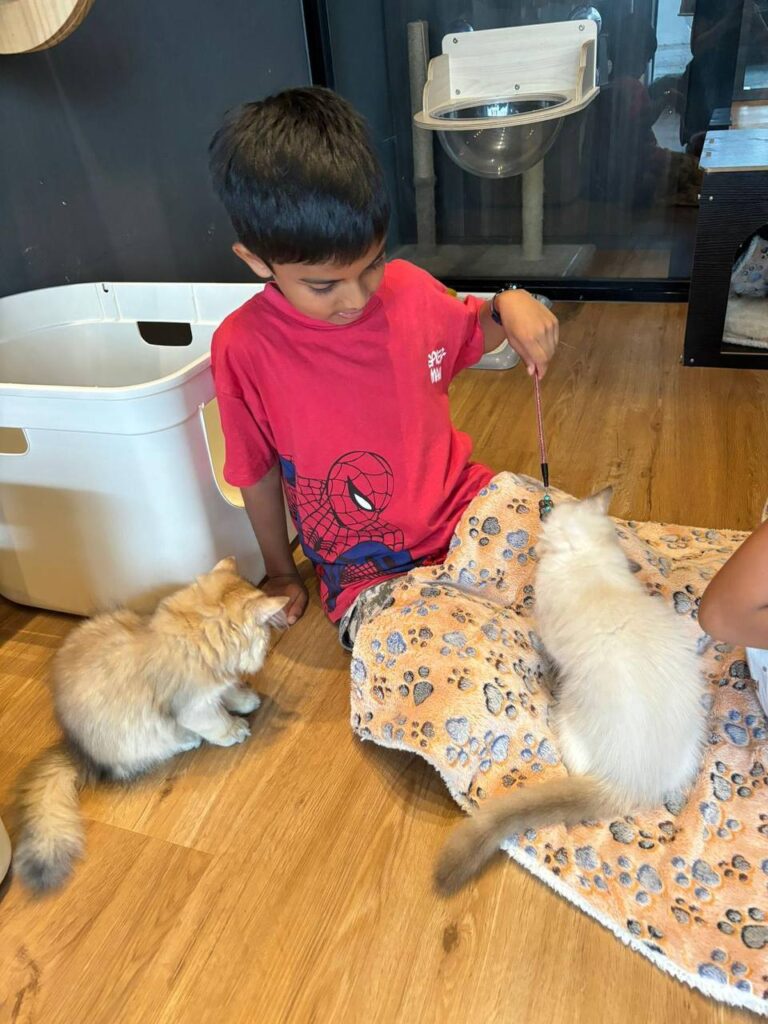 Genetique-Cat-Cafe-Desker-Road-Singapore-27